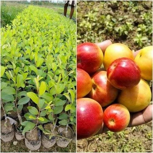 Kasmiri Red Apple Beri